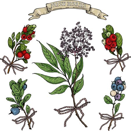Set of blueberry, elderberry and cranberry bushes with bowsのイラスト素材