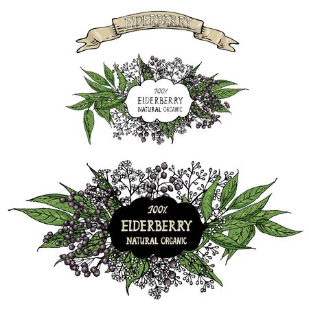 Vector plant composition with vintage label for your designのイラスト素材