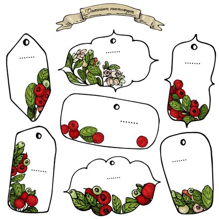 Vector illustration of isolated vintage  hand-drawn cranberry labelsのイラスト素材