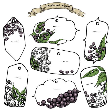 Vector illustration of isolated vintage  hand-drawn elderberry labelsのイラスト素材