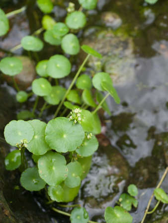 Small leaf water plant 