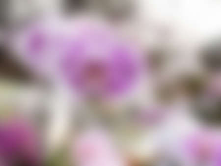 Natural bright blurred background of purple flowers.の写真素材