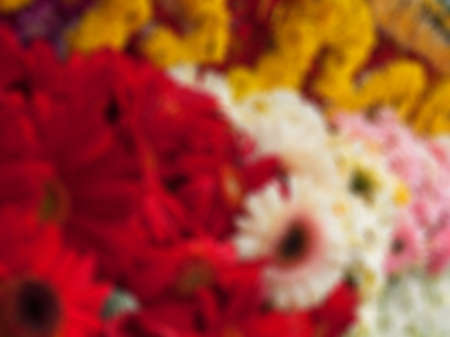 Natural bright blurred background of colorful flowers.の写真素材