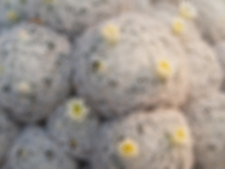 Natural bright blurred background of cactus.の写真素材