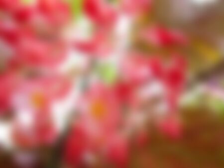 Natural bright blurred background of red flower.の写真素材