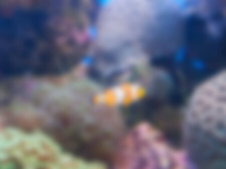Natural bright blurred background of yellow clownfish.の写真素材