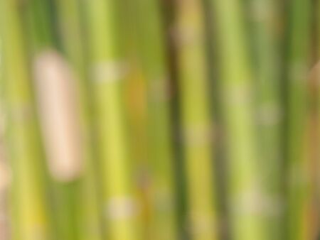 Natural bright blurred background of bamboo at noon in summer.の写真素材