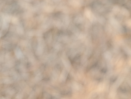 Natural bright blurred background of dry bamboo leaf at ground.の写真素材