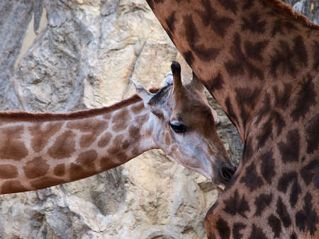 Coupled giraffe was taken a portrait photograph. They stood with the rockの写真素材