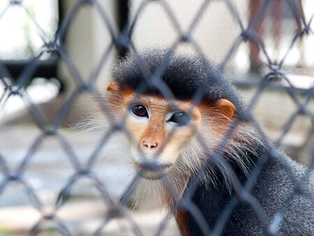 monkey in cage. feeling sad and uncomfortable.の写真素材