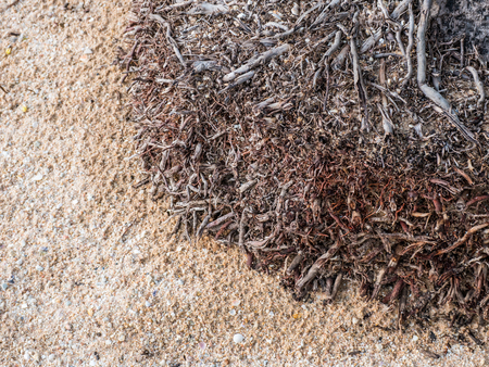 Coconut's root on beach.の写真素材