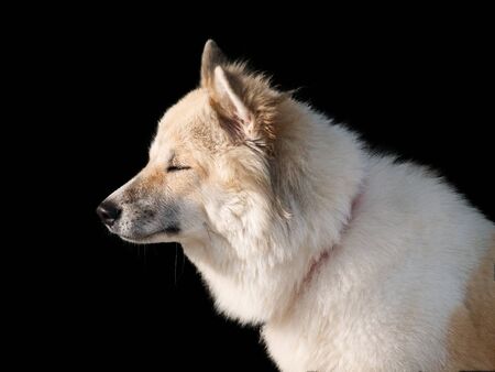 Thai bangkaew dog, this dog are mix from thai dog fox and wolf, female 11 months old.