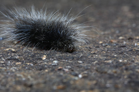 hairy cartterpillarの写真素材