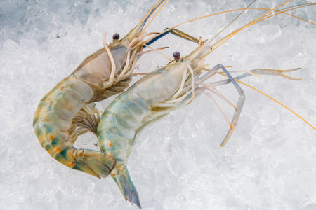 shrimp both on iceの写真素材