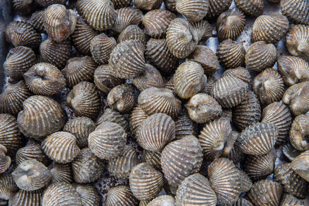 shell texture mostの写真素材