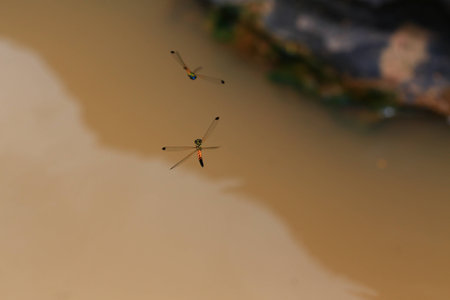 dragon fly on waterの写真素材
