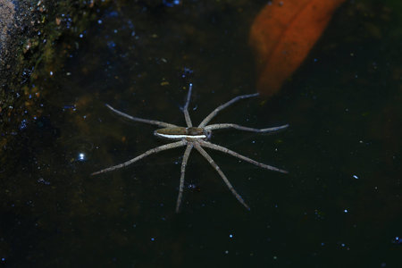 gerridae on water