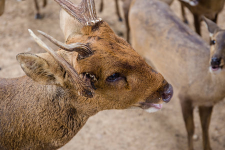 hog deer in zooの写真素材