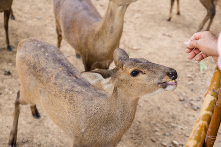 hog deer in zooの写真素材