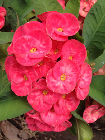 Pink Bush flowerの素材