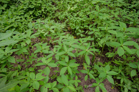 organic vegetable farmの写真素材