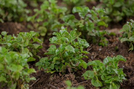 organic vegetable farmの写真素材