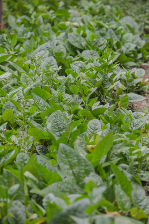 organic vegetable farmの写真素材