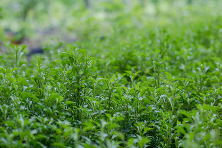 organic vegetable farmの写真素材