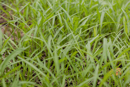 organic vegetable farmの写真素材