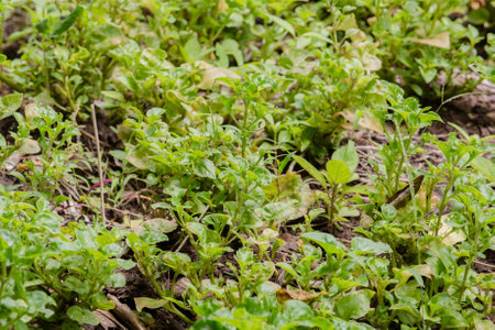 organic vegetable farmの写真素材