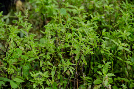 organic vegetableの写真素材