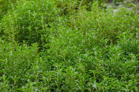 organic vegetableの写真素材