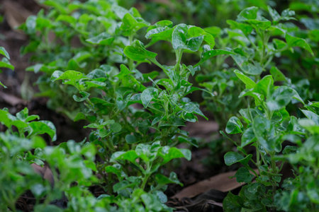organic vegetableの写真素材