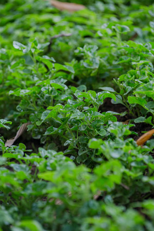 organic vegetableの写真素材