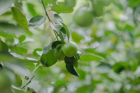keep lime in farmの写真素材