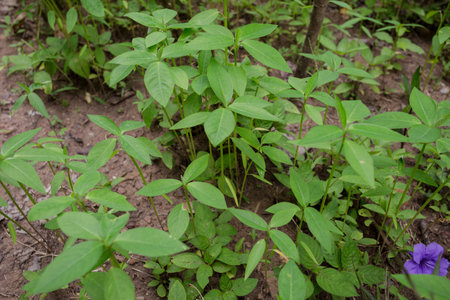 organic vegetableの写真素材