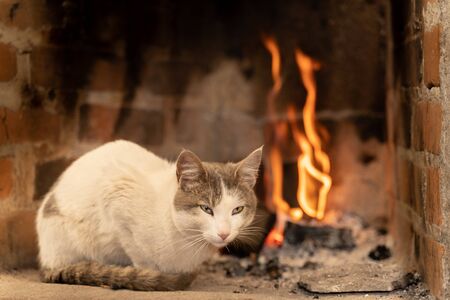 Adorable and noble cat sheltering in the fireplaceの写真素材