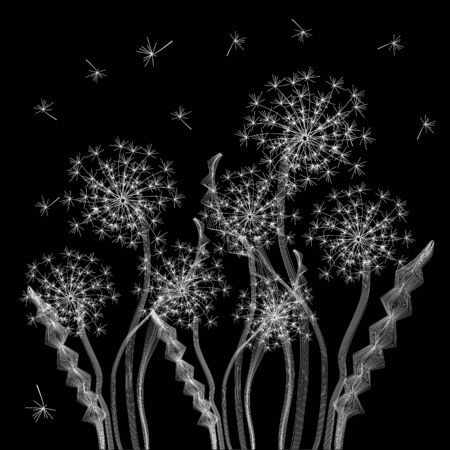Vector drawing of a white dandelion, flower on a black background. For printing on clothes, bags, book covers.のイラスト素材