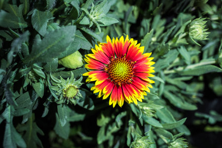 gaillardiaの写真素材