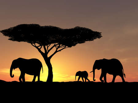 Group of elephant in africaの写真素材