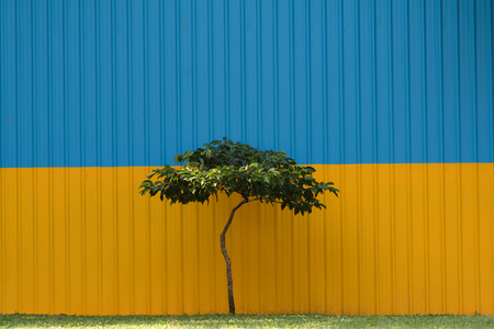tree with colorful backgroundの写真素材