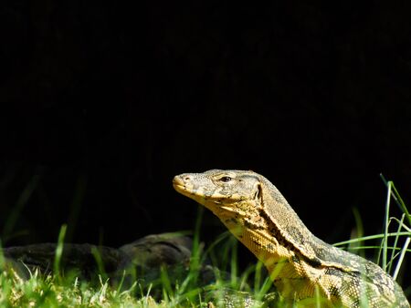 water monitor under the treeの写真素材