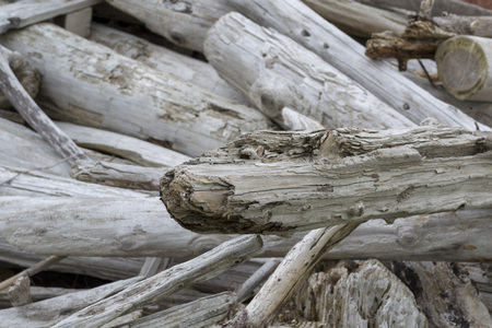 lot of driftwoodsの写真素材