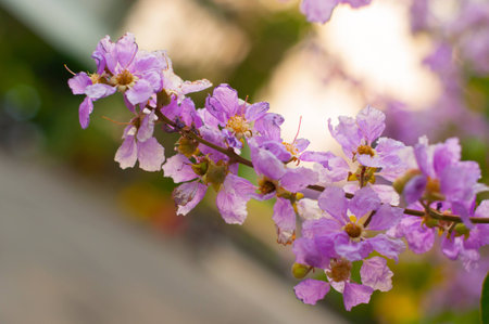 flowerの写真素材