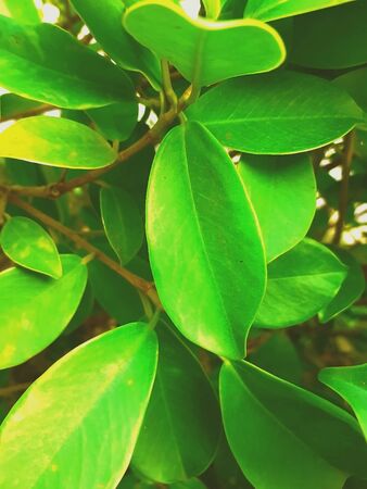 abstract view of a big leaf in a bunch of various plants leavesの写真素材