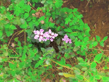shallow depth of the field on pink flowers in various green leavesの写真素材