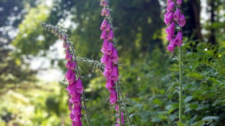 Purple flowers on green background. Close-up view.の写真素材