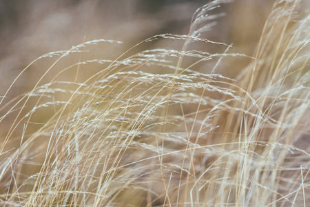 Closeup dry autumn bumpy grassの写真素材