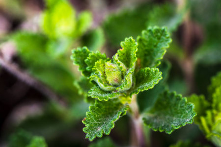 Little green plant closeup frameの写真素材