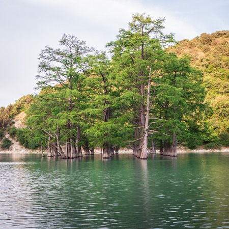 Cypress grove in the mountain lakeの写真素材